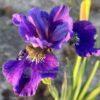 Iris x sibtosa Duke