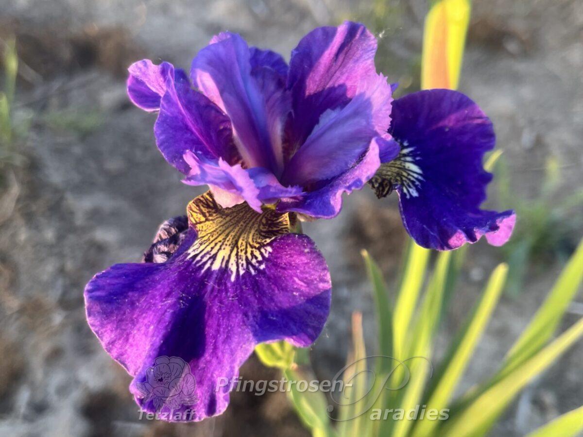 Iris x sibtosa Duke
