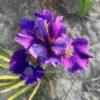 Iris x sibtosa Duke