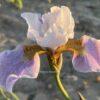 Iris x sibtosa Lavender Landscape