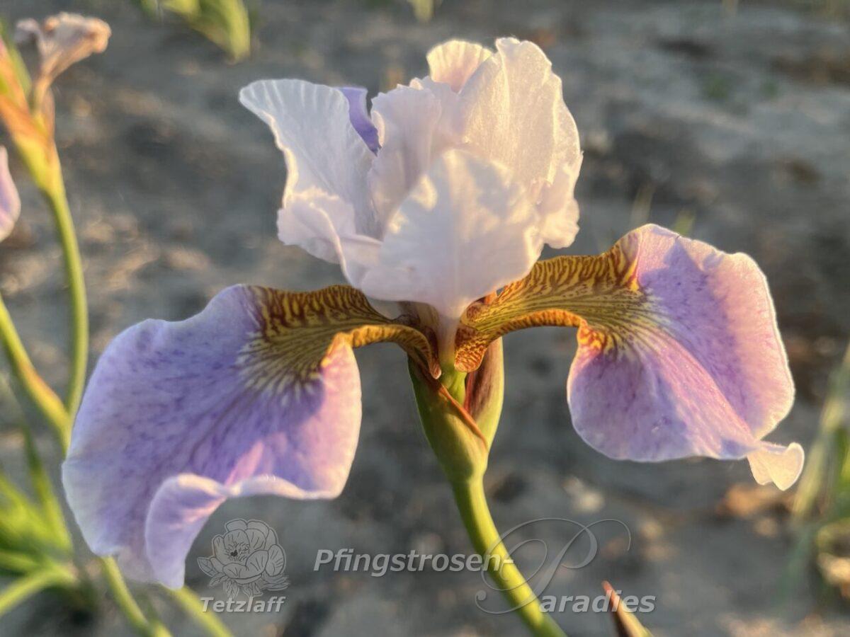Iris x sibtosa Lavender Landscape