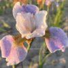 Iris x sibtosa Lavender Landscape