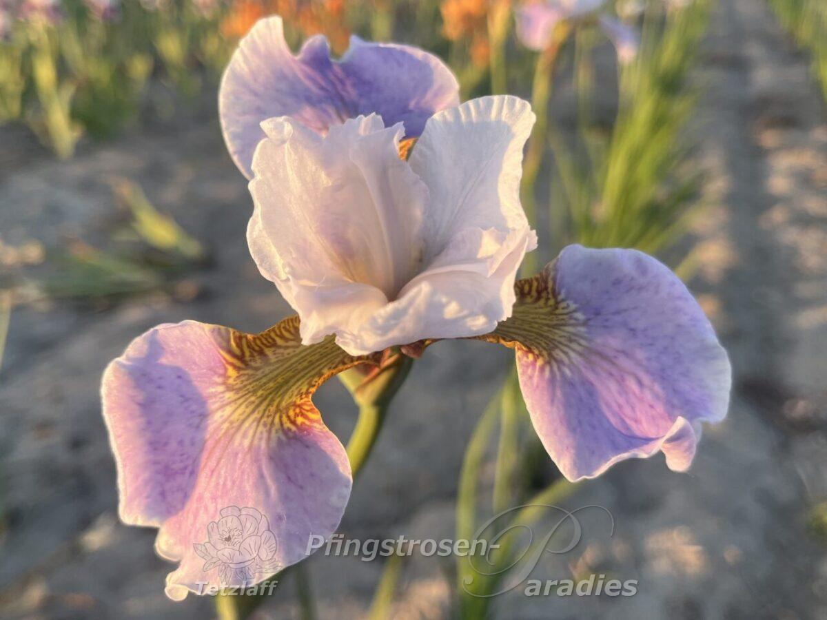 Iris x sibtosa Lavender Landscape