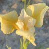 Iris x sibtosa Northern Yellow