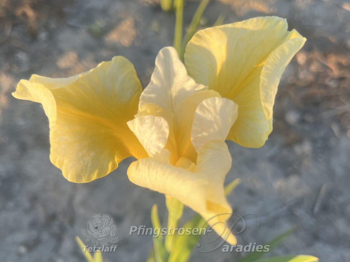Iris x sibtosa Northern Yellow