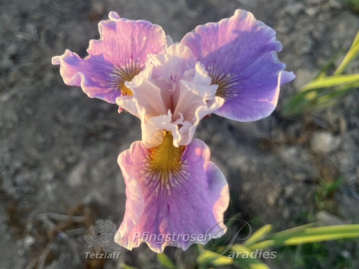 Iris x sibtosa Sahnehäubchen