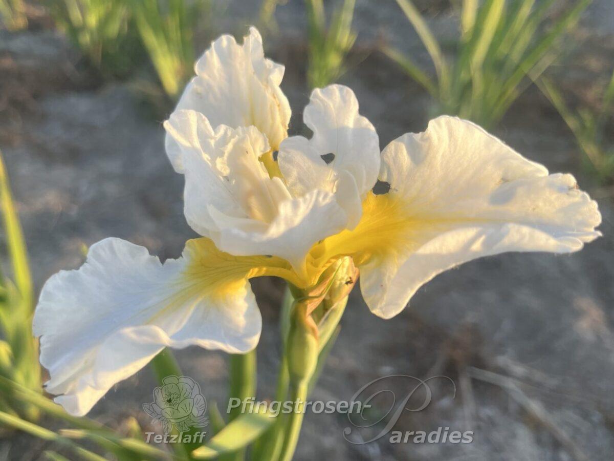 Iris x sibtosa Schneesturm