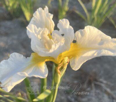 Iris x sibtosa Schneesturm