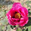 pfingstrose-paeonia-peony-Isabelle Rivière