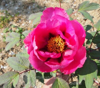 pfingstrose-paeonia-peony-Isabelle Rivière