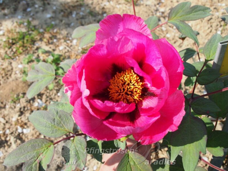 pfingstrose-paeonia-peony-Isabelle Rivière