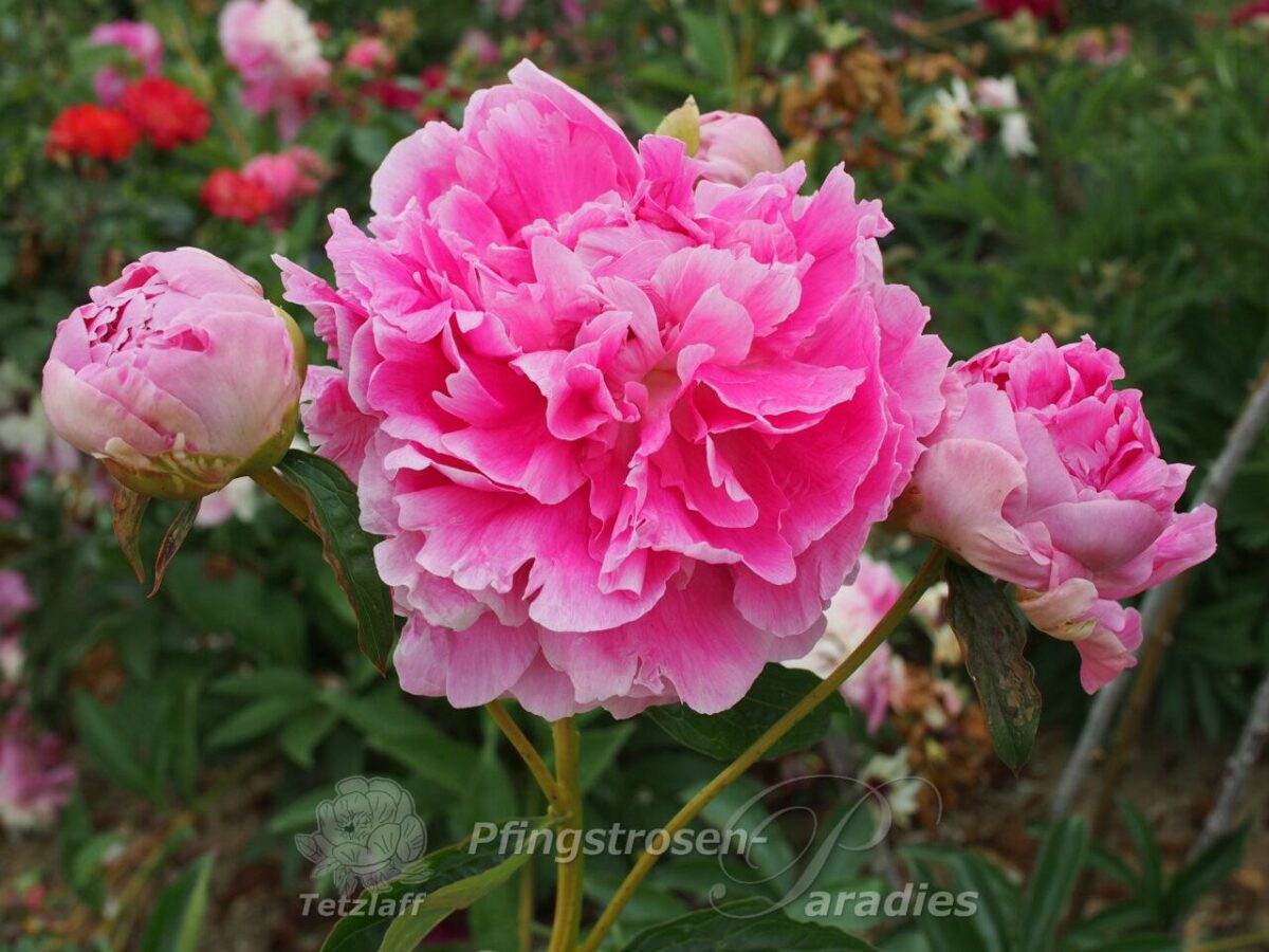 pfingstrose-paeonia-peony-Jacorma