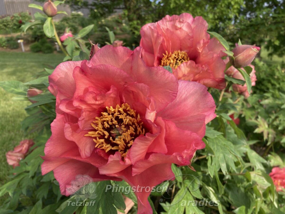 pfingstrose-paeonia-peony-Jamieson