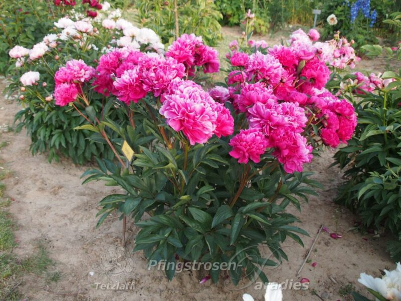 pfingstrose-paeonia-peony-Kansas