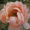 King's Day Pfingstrose Peony