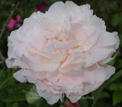 Klehm's Pink Unknown