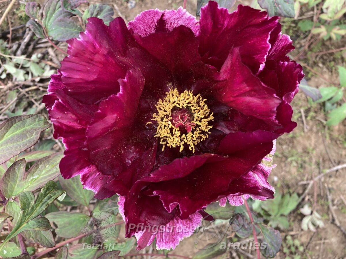 Japanese Tree Peony Kokuryu-Nishiki