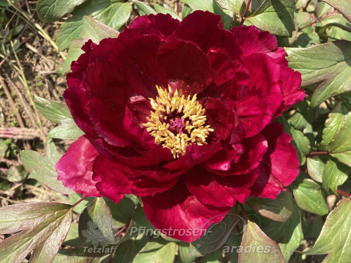 Japanese Tree Peony Kokuryu-Nishiki