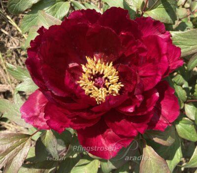 Japanese Tree Peony Kokuryu-Nishiki