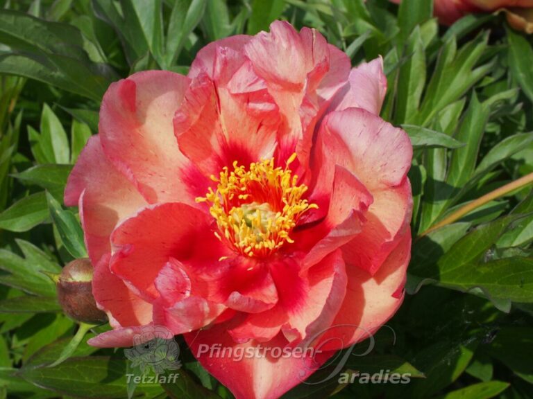 Paeonia 'Kopper Kettle' PfingstrosenParadies Tetzlaff