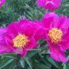 pfingstrose-paeonia-peony-L'Etincelante