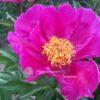 pfingstrose-paeonia-peony-L'Etincelante