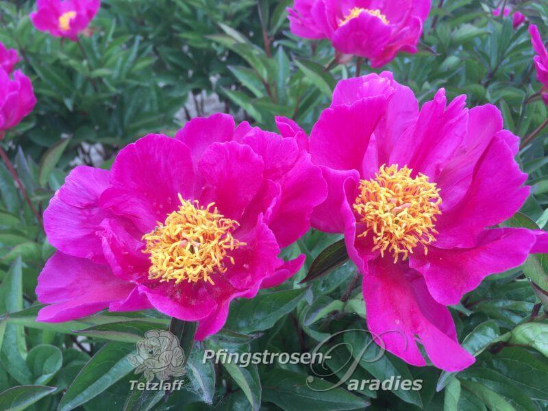 pfingstrose-paeonia-peony-L'Etincelante