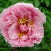 pfingstrose-paeonia-peony-La Pink Seedling