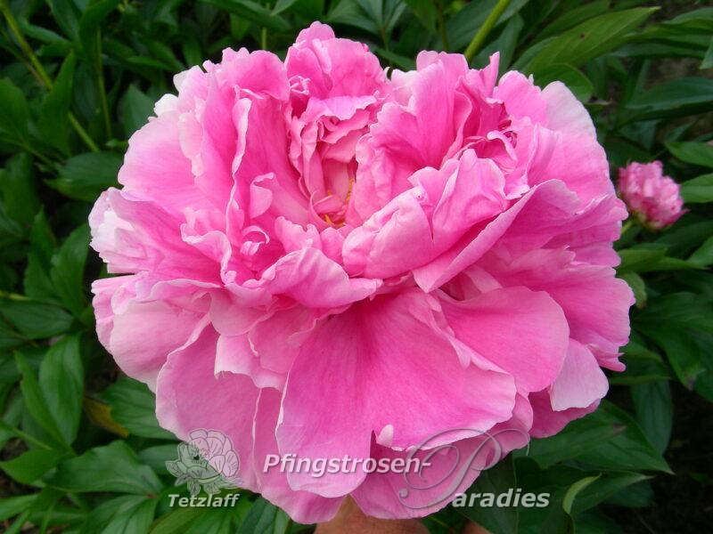 pfingstrose-paeonia-peony-Lady Leonora Bramwell