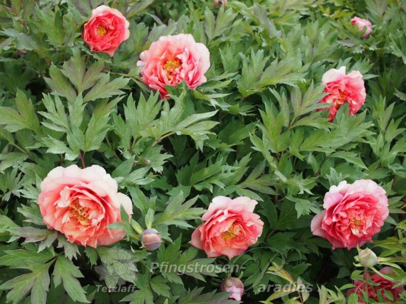 pfingstrose-paeonia-peony-Late Valencia