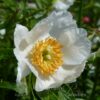 pfingstrose-paeonia-peony-Early Windflower