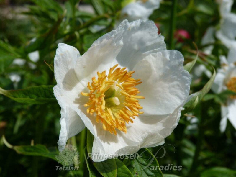 pfingstrose-paeonia-peony-Early Windflower