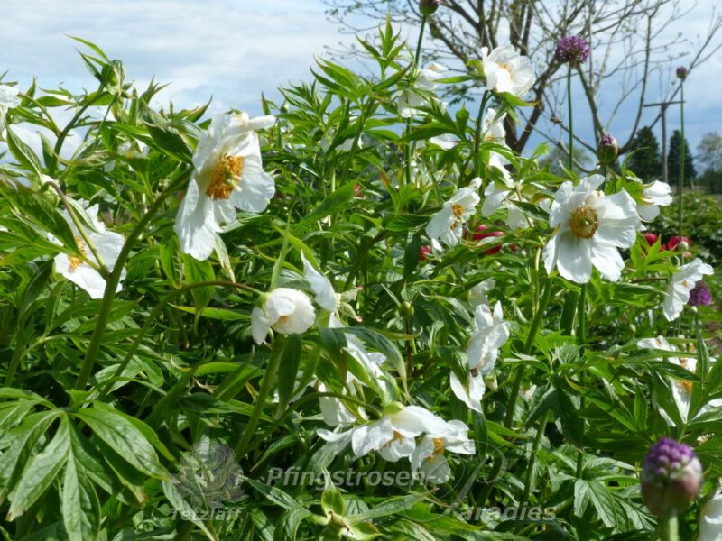 pfingstrose-paeonia-peony-Early-Windflower