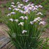 Iris x sibtosa 'Lavender Landscape'