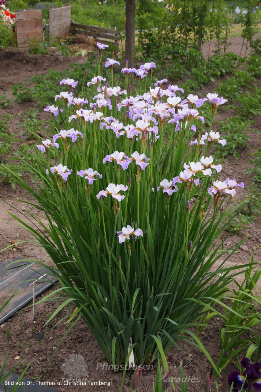 Iris x sibtosa 'Lavender Landscape'