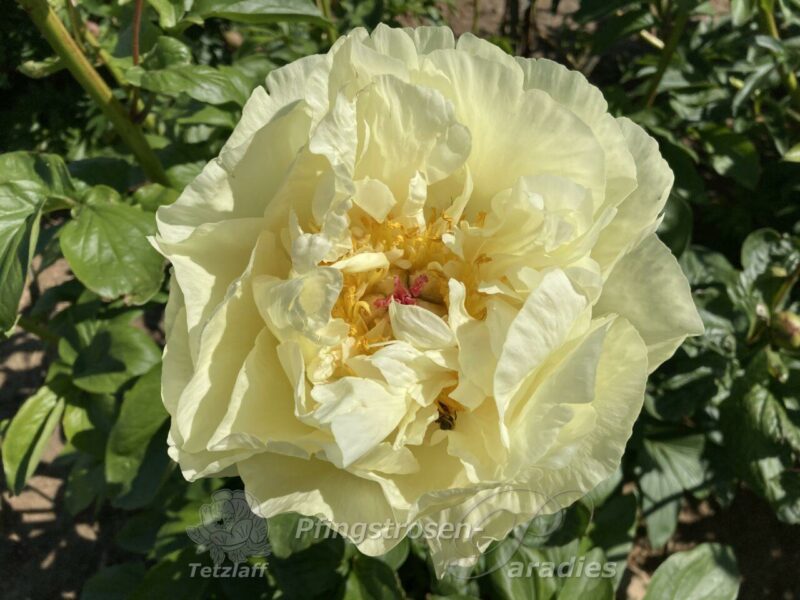 pfingstrose-paeonia-peony-Lemon Chiffon