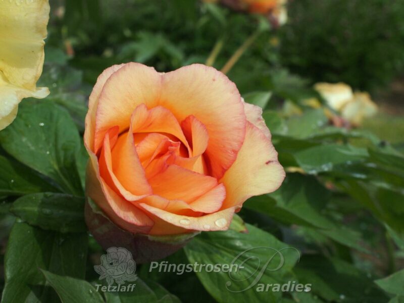 pfingstrose-paeonia-peony-Lihir