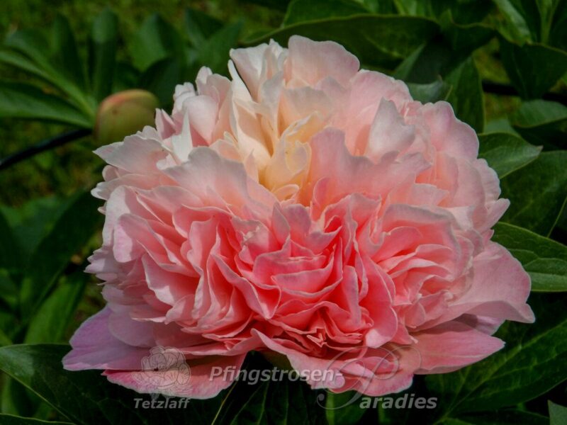 pfingstrose-paeonia-peony-Lois' Choice