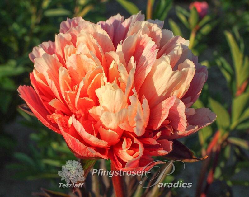 pfingstrose-paeonia-peony-Lorelei