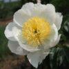 pfingstrose-paeonia-peony-Lotus Queen