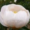 pfingstrose-paeonia-peony-Lotus Queen