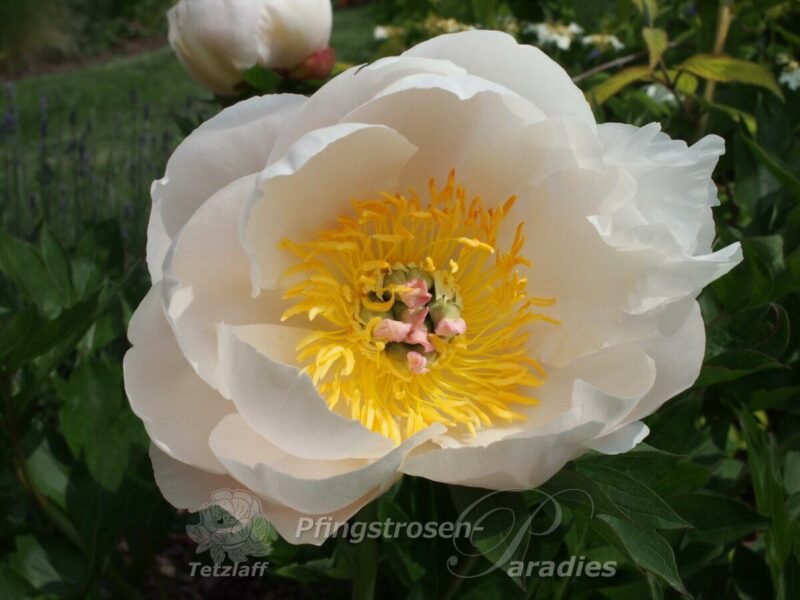 pfingstrose-paeonia-peony-Love Affair