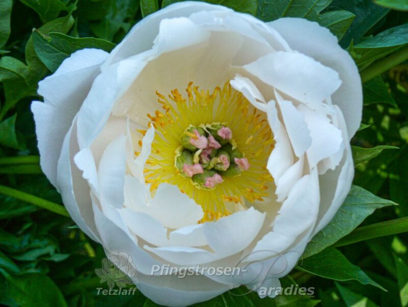pfingstrose-paeonia-peony.Love Affair
