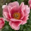pfingstrose-paeonia-peony-Lovely Rose