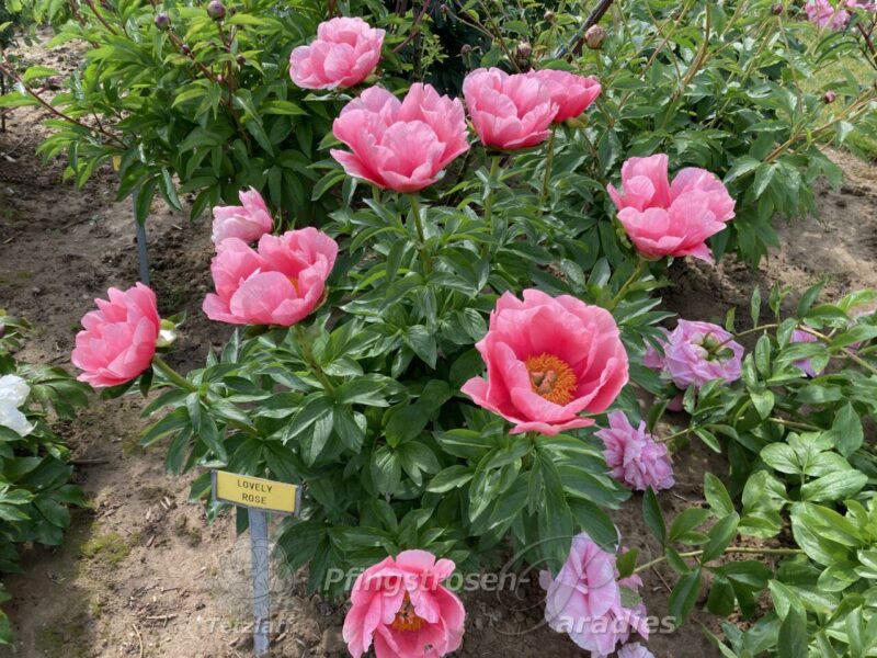 pfingstrose-paeonia-peony-Lovely Rose