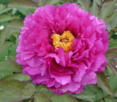 pfingstrose-paeonia-peony-Luo Yang Hong