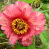 pfingstrose-paeonia-peony-L'Aurore