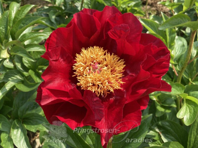 pfingstrose-paeonia-peony-The Mackinac Grand
