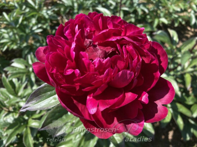 pfingstrose-paeonia-peony-Madame Gaudichau