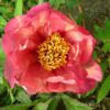 pfingstrose-paeonia-peony-Madame Louis Henry